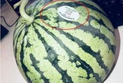 网红吃瓜二维码,揭秘二维码背后的秘密！”